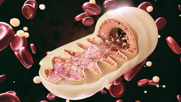 The Overlooked Role of Mitochondrial Efficiency in Aging and Performance